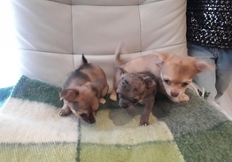 Chihuahua pups /Чихуахуа мини щенки 